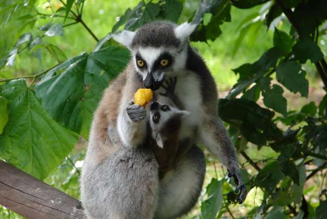 Reizen in... Madagaskar