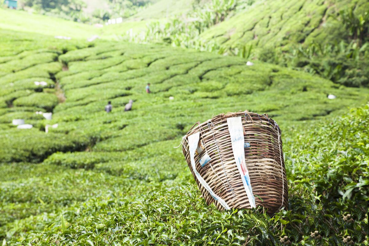 Darjeeling in India