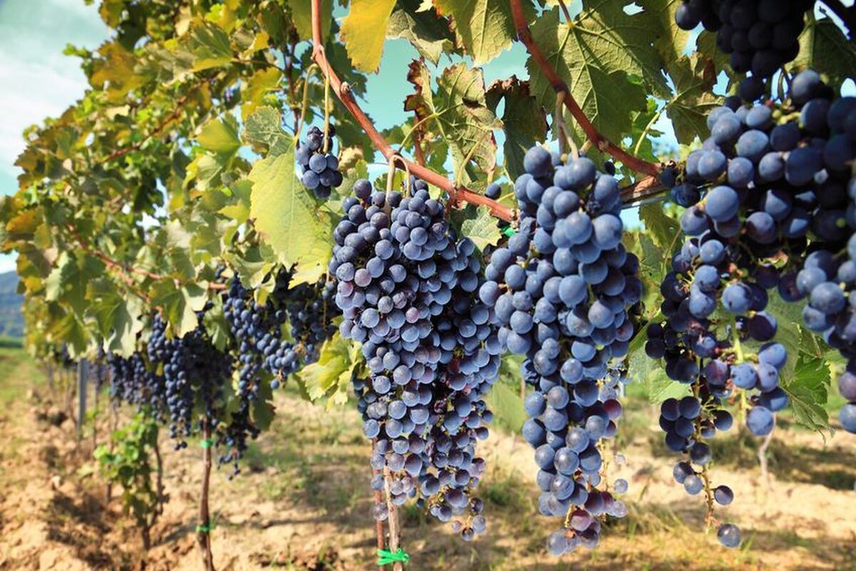 Franse druivenstruiken
