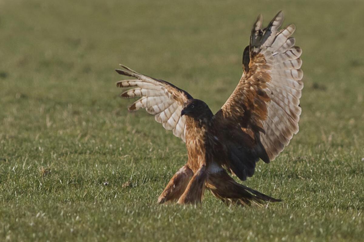 Pacifische bruine kiekendief