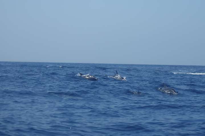 Wilde dolfijnen spotten