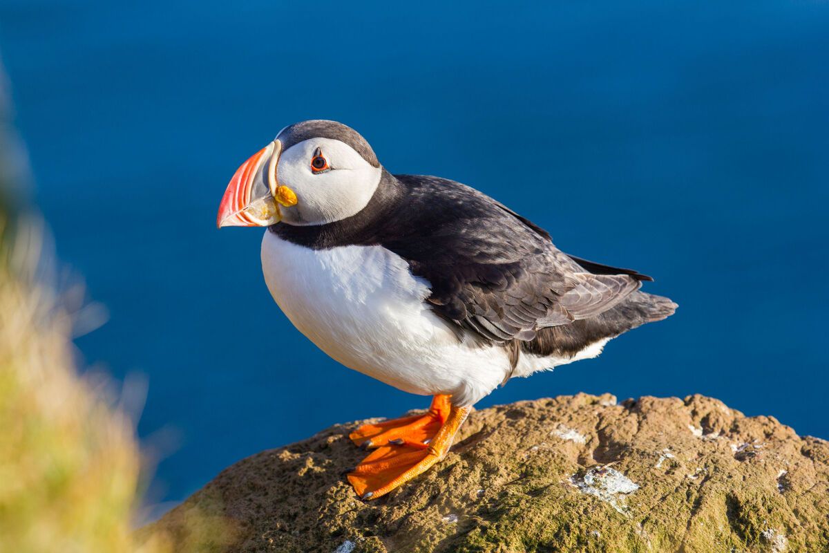 Papegaaiduiker in Stack of Duncansby