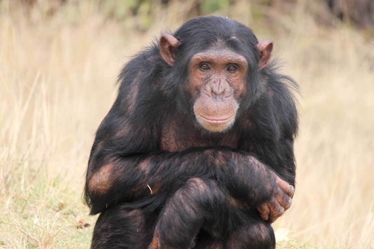 Chimpanzee Sanctuary