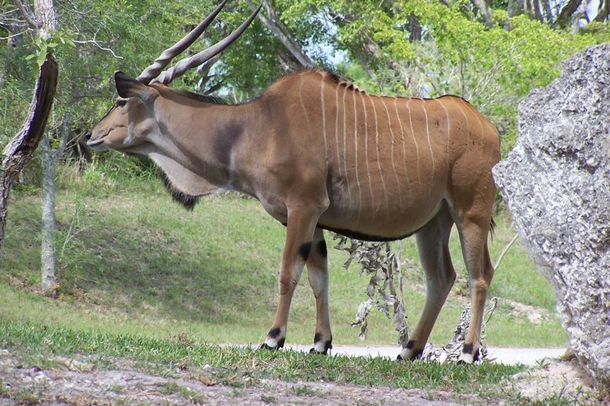 Eland in Zweden