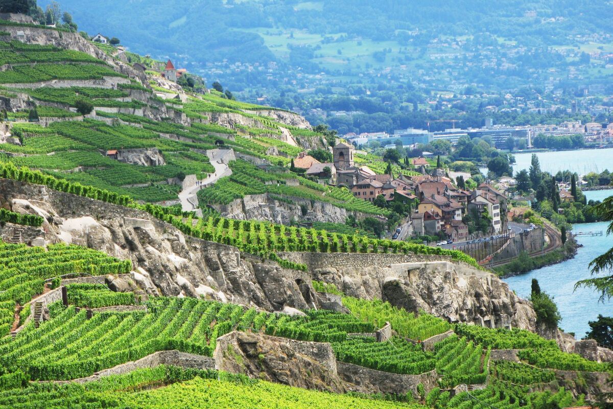 Wijnbergterrassen van Lavaux