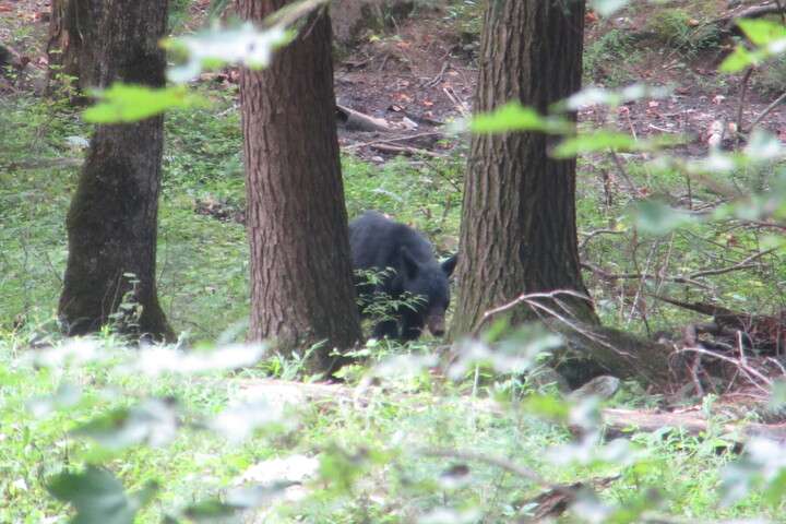 Cades Cove Zwarte Beren