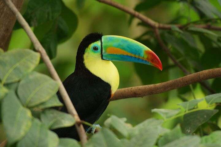 Toekan in Suriname