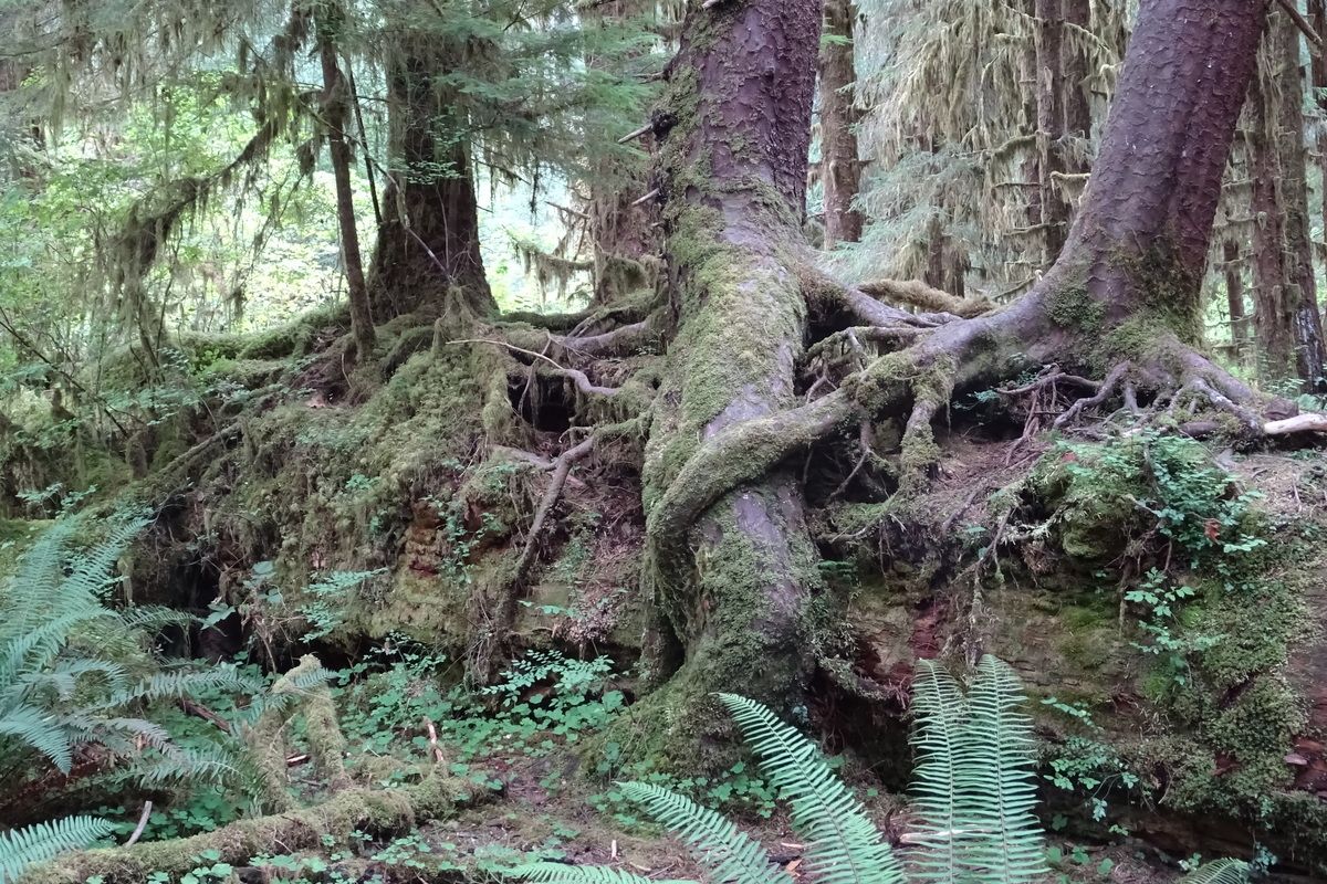 Hoh Rainforest