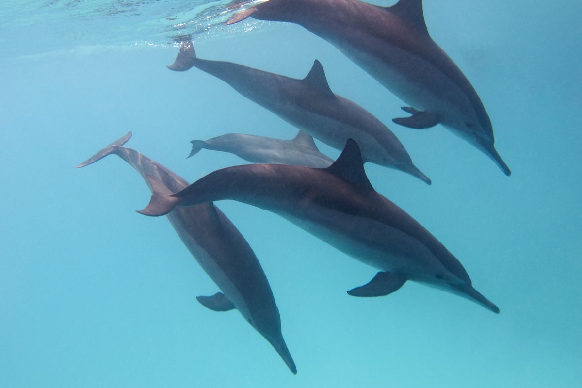 Dolfijnen