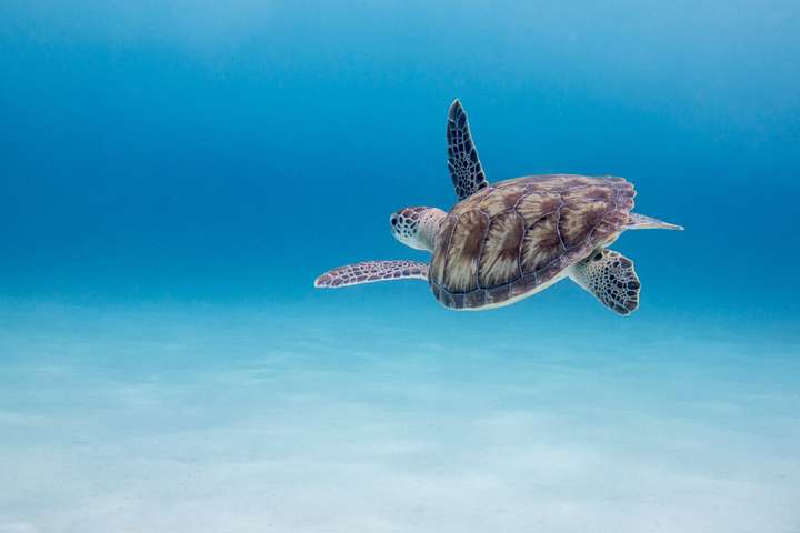 Een schildpad bij Klein Curaçao