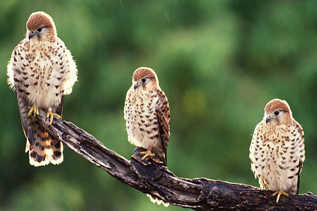 Mauritiaanse torenvalk