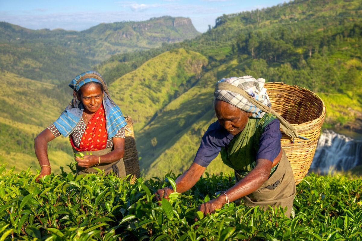 Theeplantages in Sri Lanka