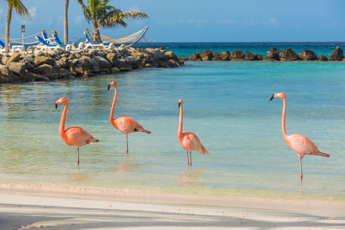 Renaissance Island flamingo's