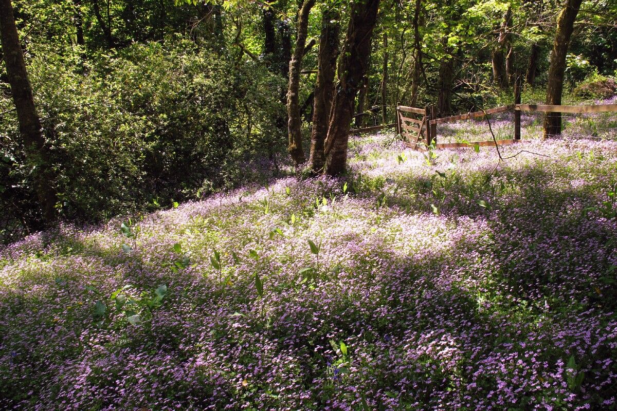 Prachtige lila bloemen