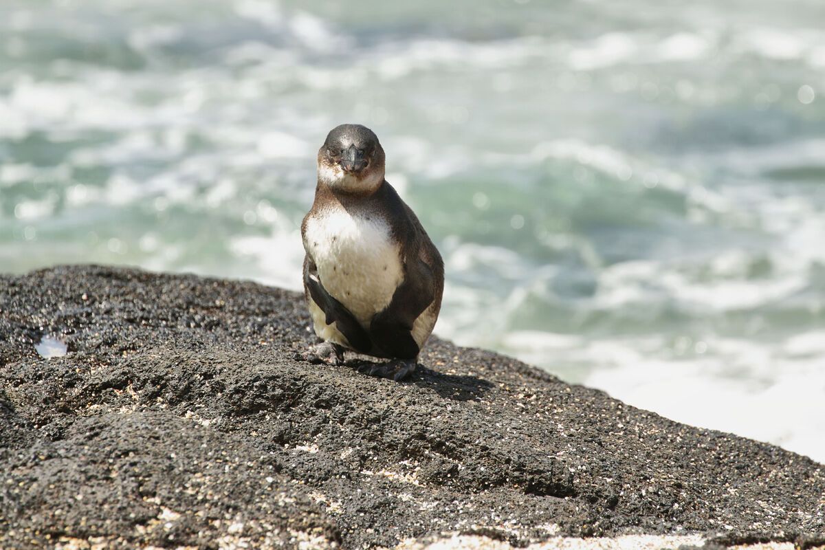 Galápagospinguïns, Isabela eiland