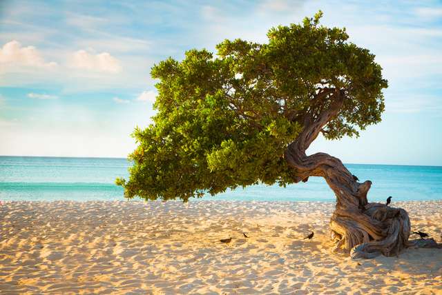 Onze favoriete hotels op Aruba