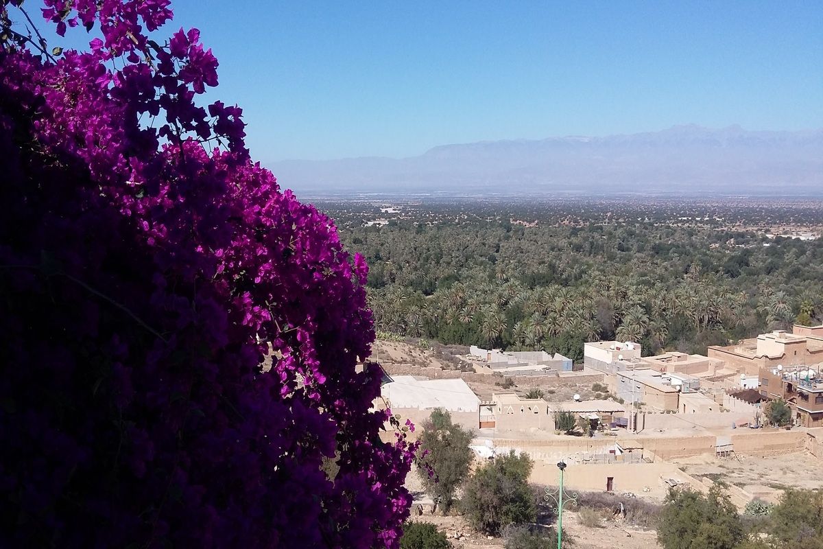 Bougainville Taroudant