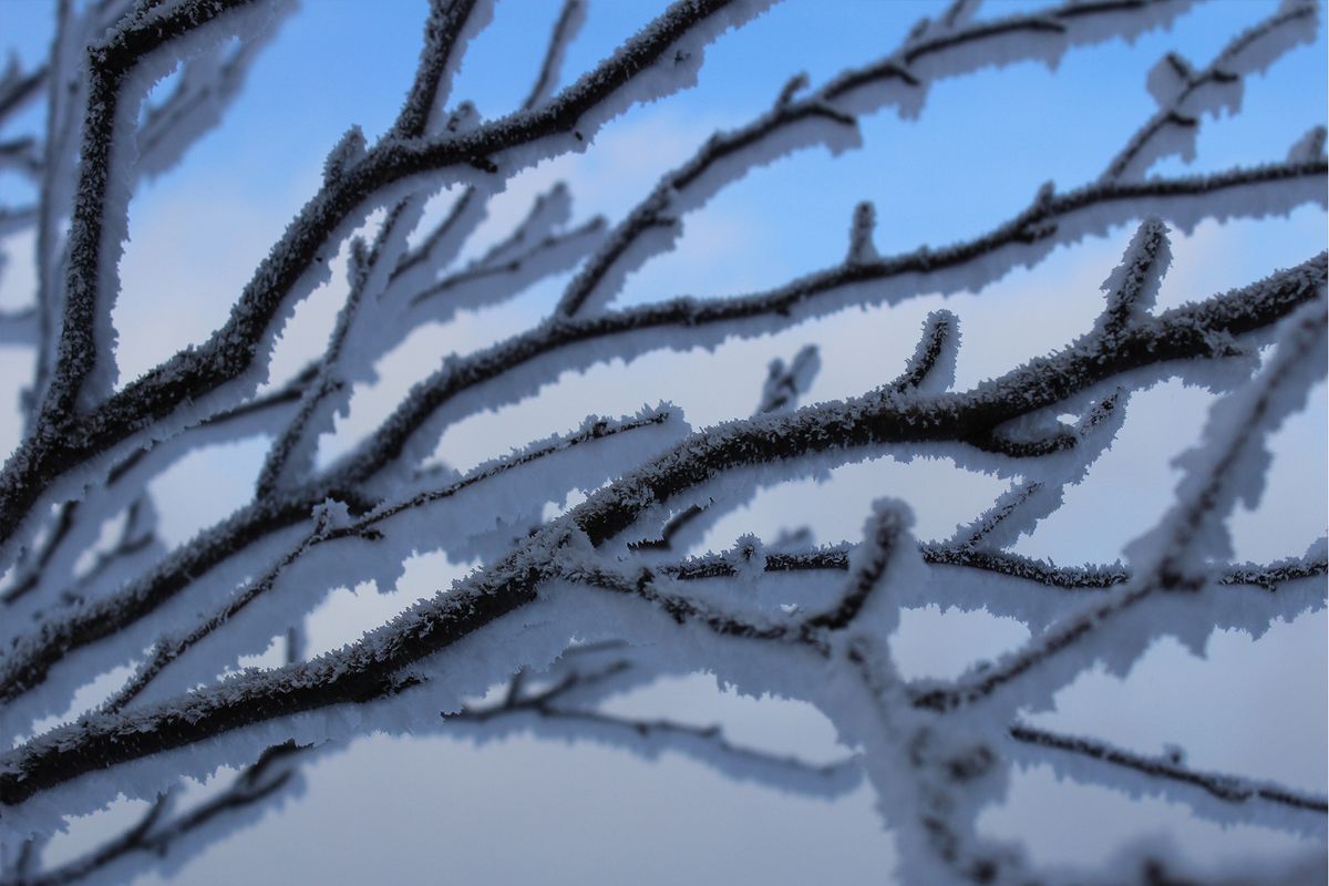 Prachtige besneeuwde takken