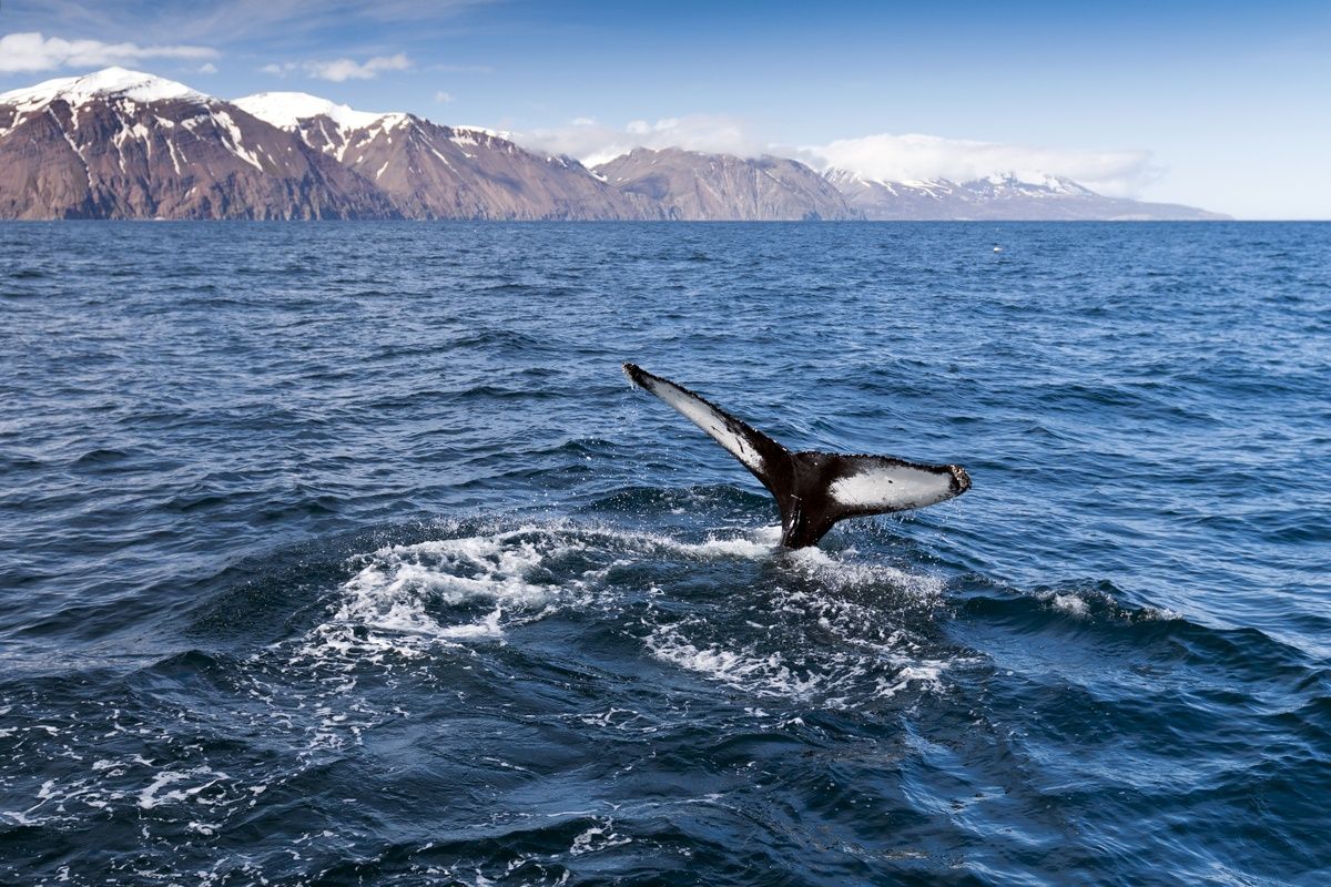 Walvisstaart boven water in IJsland