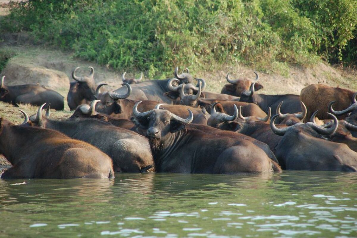 Buffels in Uganda