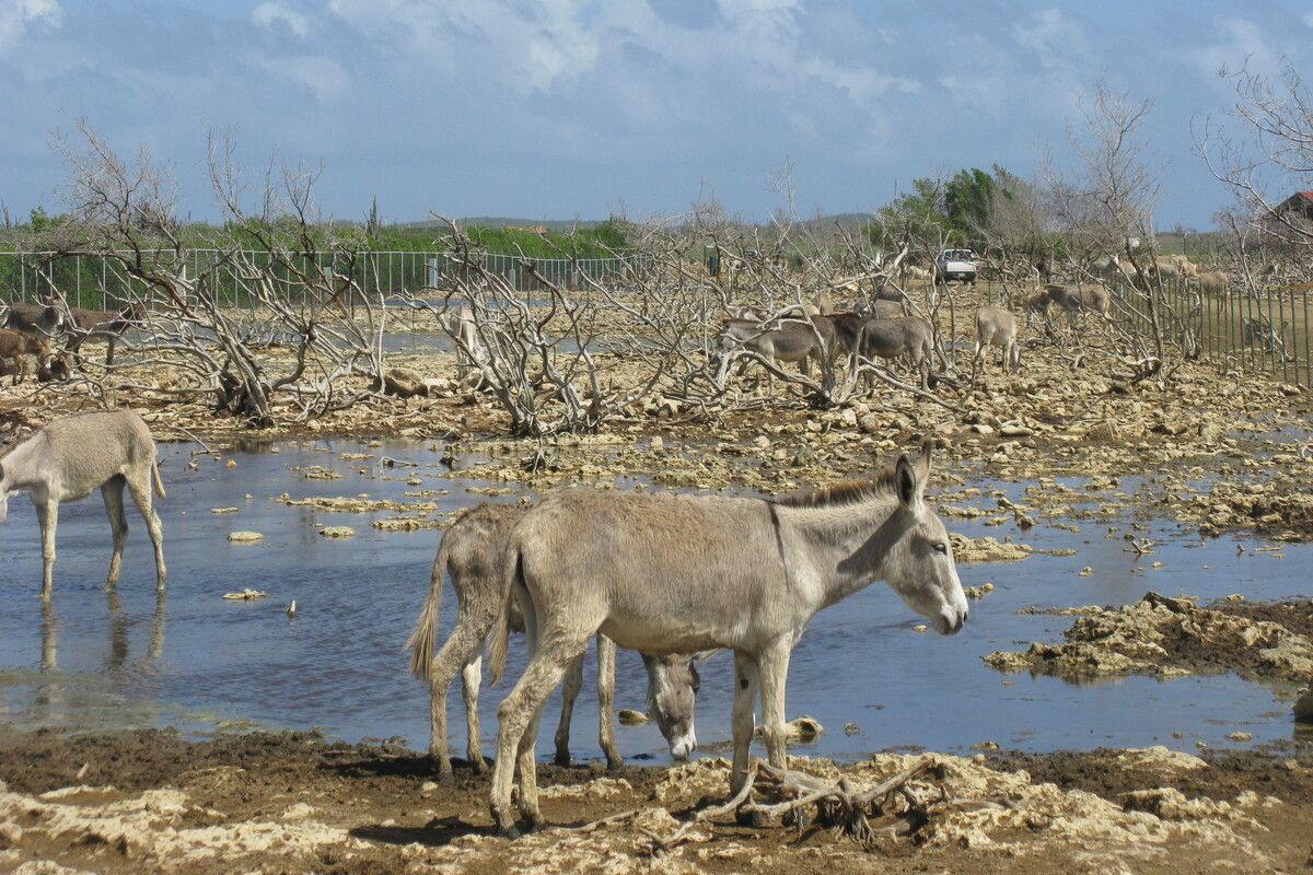 Donkey Sanctuary