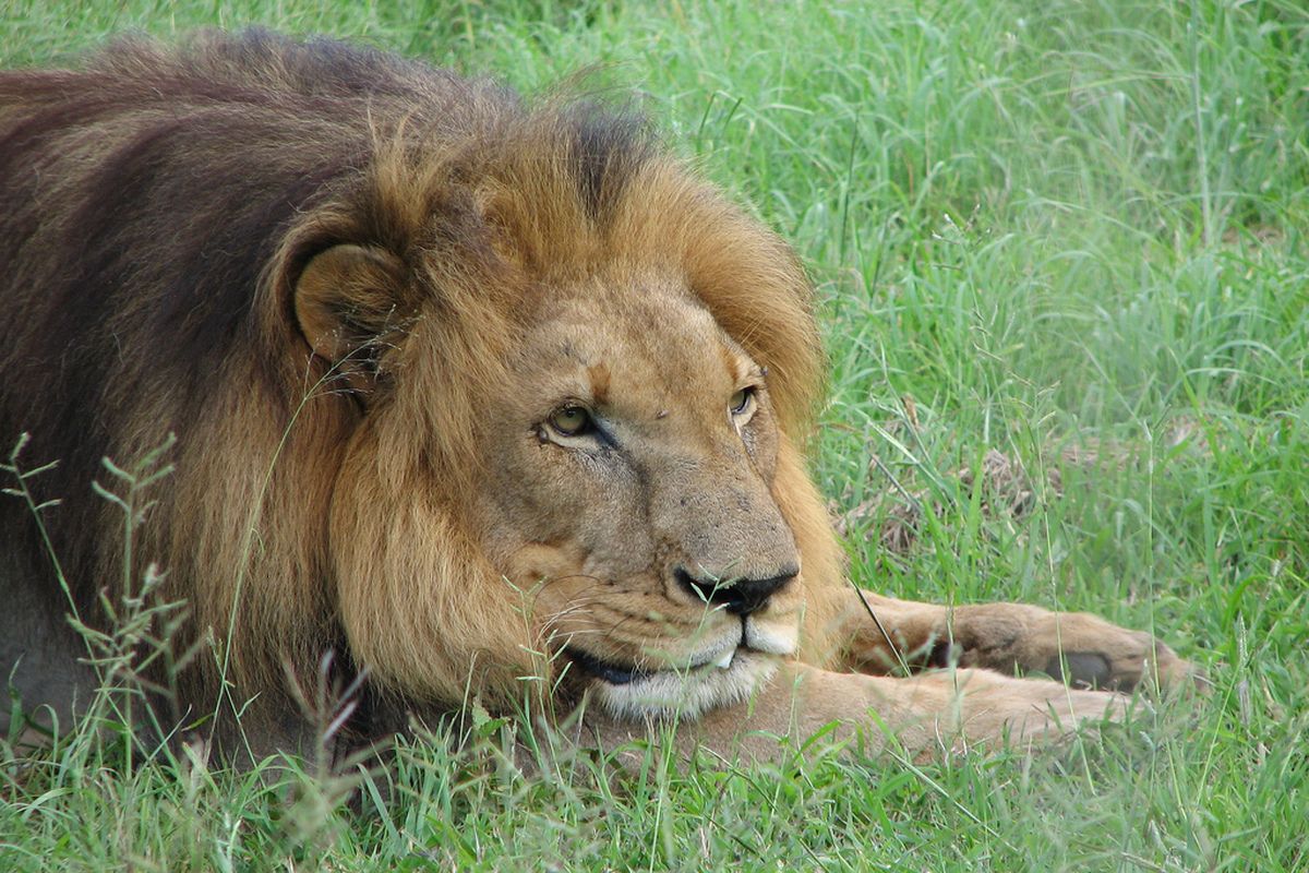wildlife in de Nationale parken van Eswatini