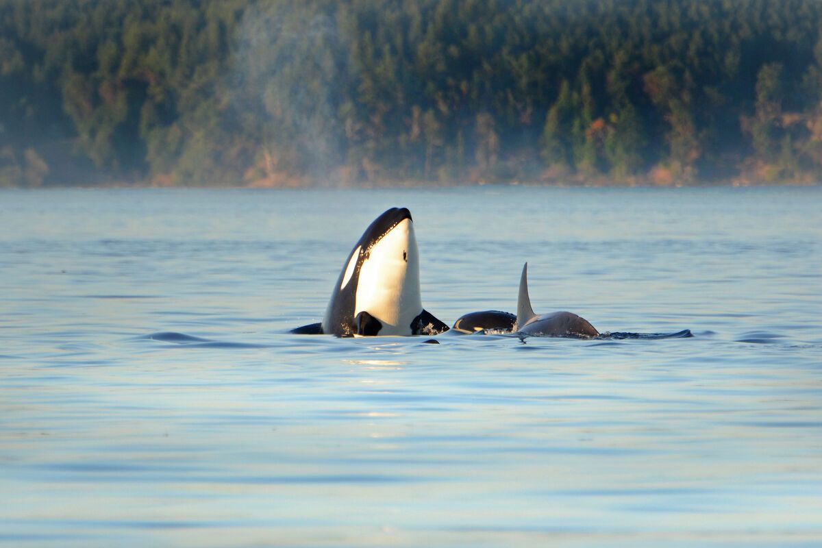 Orka bij Vancouver Island
