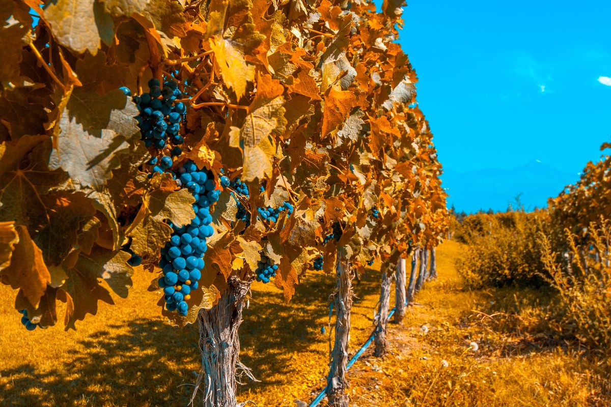 Wijngaarden van Mendoza