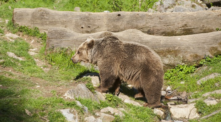 Wist jij dat deze beer veel voorkomt in Sloveni?