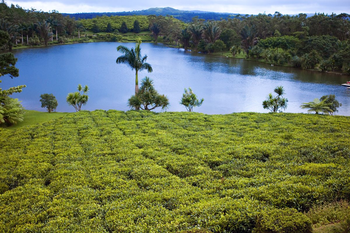 De theeplantages van Bois Cheri