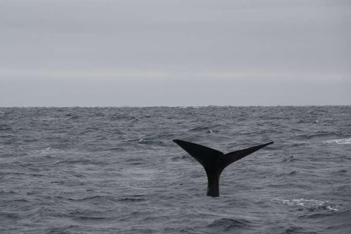 De staart van een potvis op open zee
