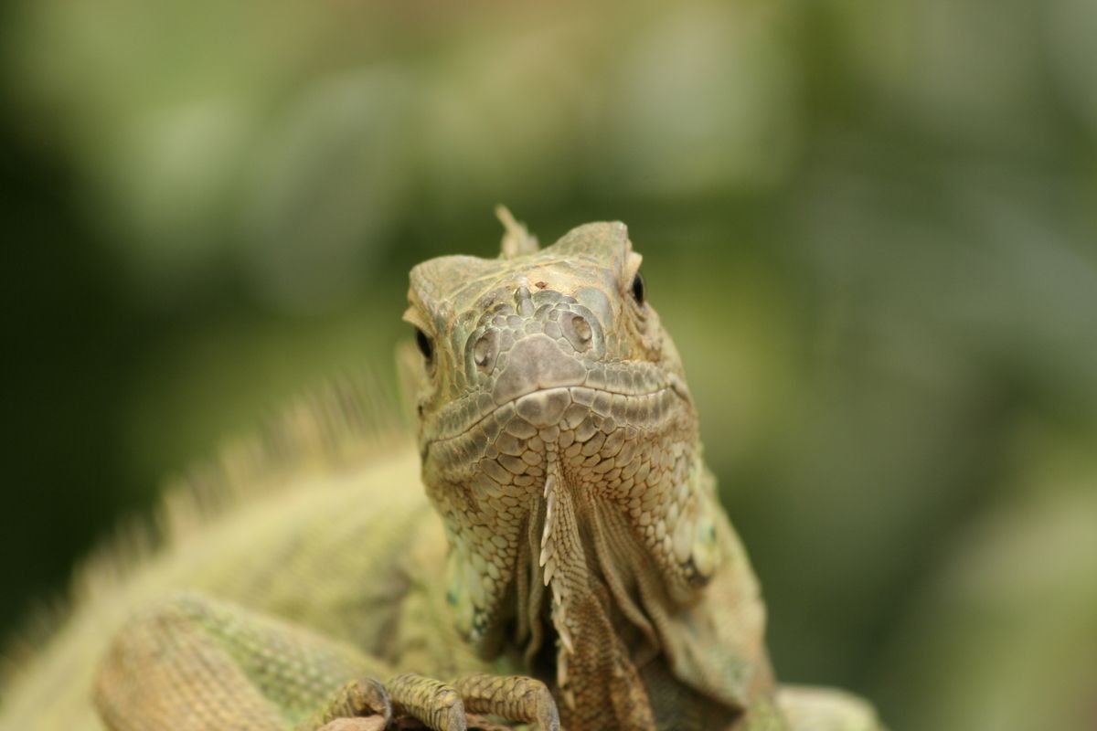 Reptiel in dierentuin