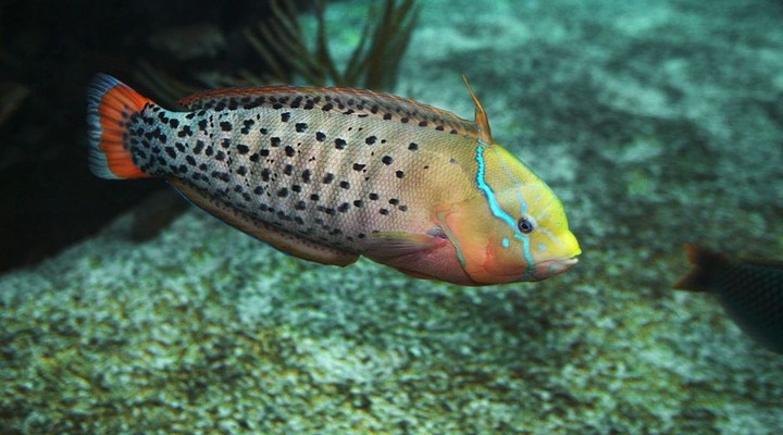 Vis in aquarium Burgers Ocean