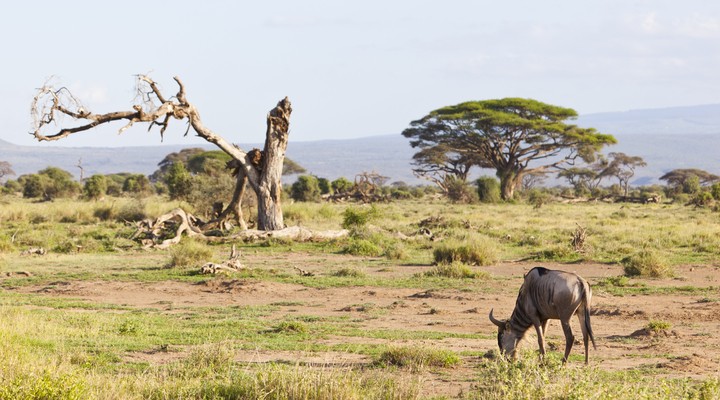 Wild dier in Kenia