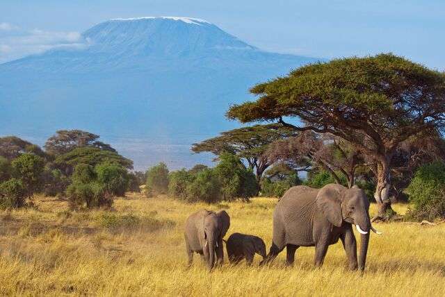 Wildlife in Kenia