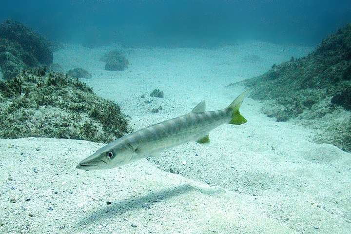 Barracuda