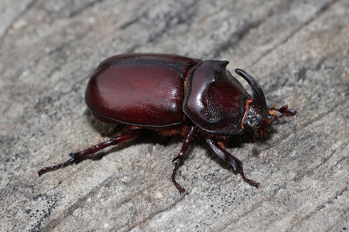 Mannelijke neushoornkever