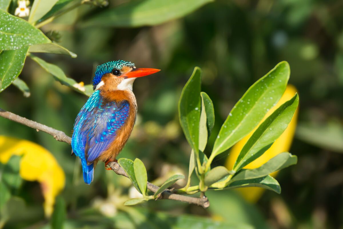 Malachite Kingfisher