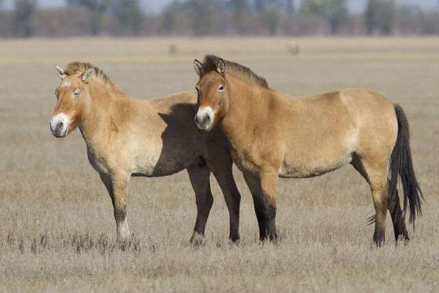 Dieren in Mongolië