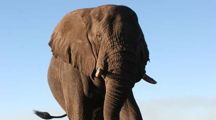 Botswana's Big five