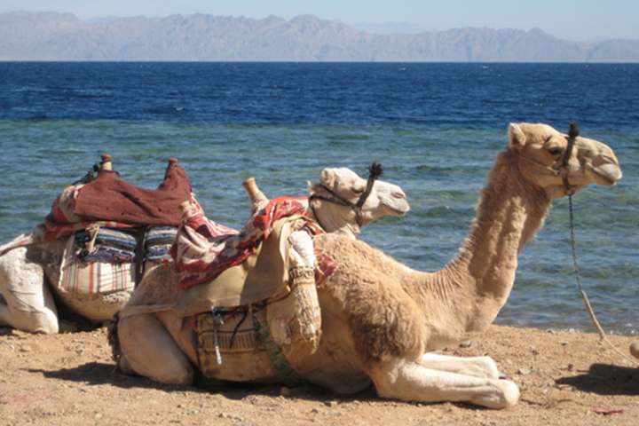 Paarden- en kamelenraces id: