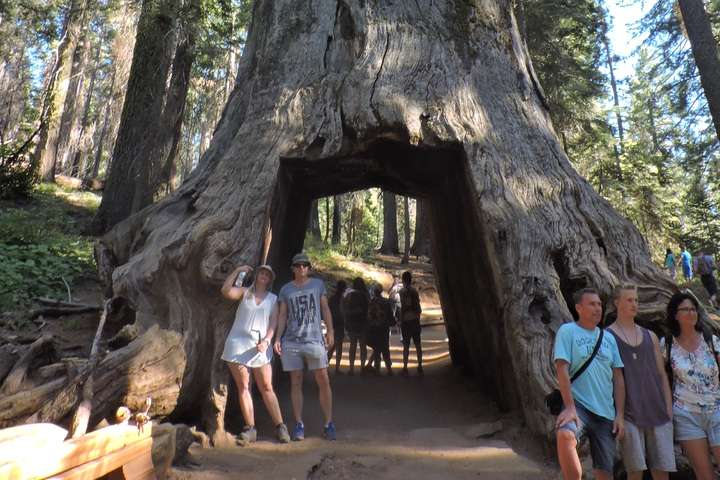 Tuolumne Grove