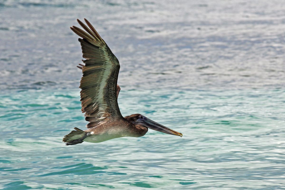 Bruine Pelikaan Dominicaanse Republiek