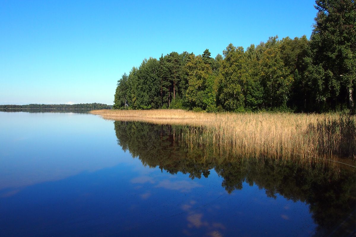 Het water van de vele bosmeren is meestal helder als spiegelglas