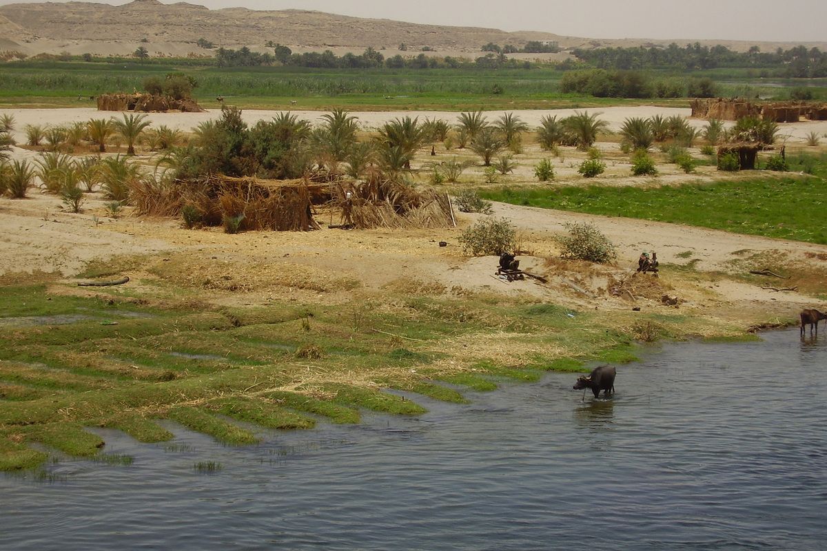 Koeien die aan het drinken zijn in de Nijl