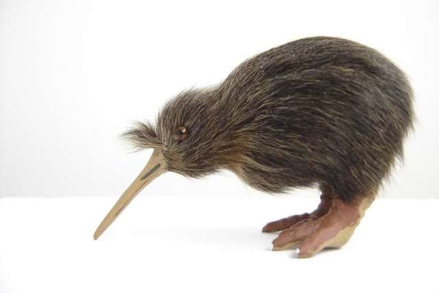 Kiwi's uit Nieuw-Zeeland