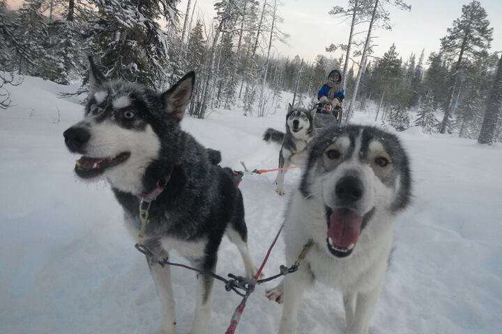 De husky's van de huskysafari