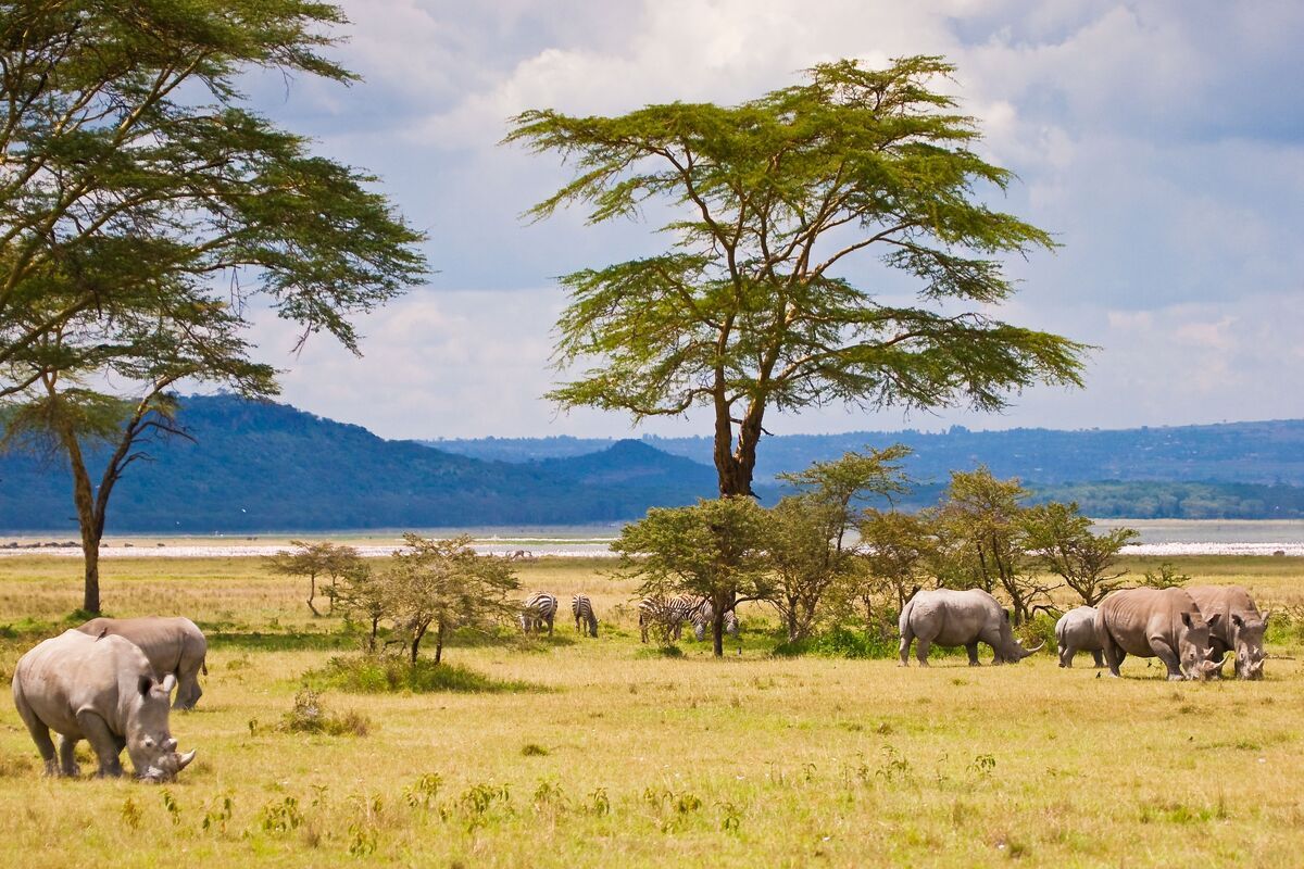 Neushoorn in Zuid-Afrika