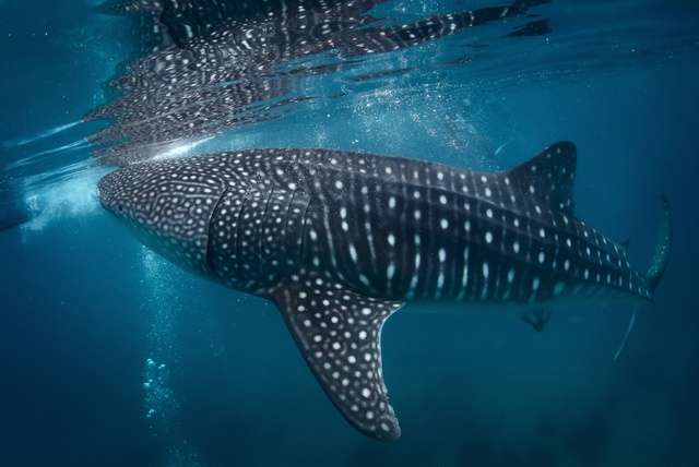 Op zoek naar walvishaaien