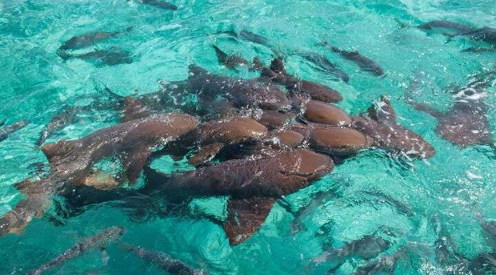 Verpleegsterhaaien in Belize